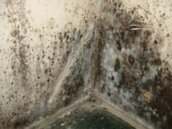 mold inspection remediation atlanta