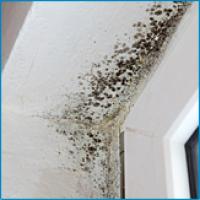 Solutions for Mold, Mildew and Musty Odors